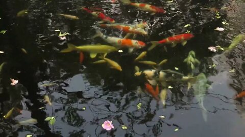 Koi Fishes In Pond