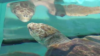 Sea turtles return to Loggerhead Marinelife Center in Juno Beach