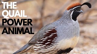 The Quail Power Animal