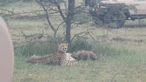 Cheetah And Cubs Eat Gazelle | Livestream From Maasai Mara