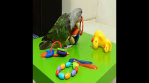 My Cockatoo Playing with Baby Toys | PARROT VIDEO OF THE DAY