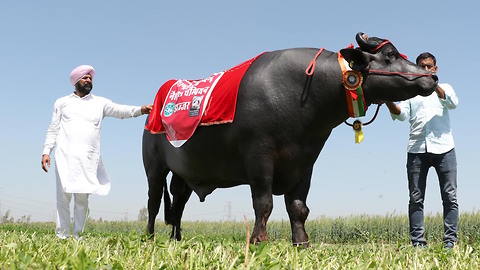 The £2.5M Whiskey Drinking Bull