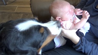 Loving dogs share kisses with newborn