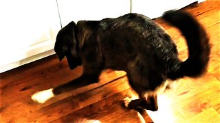 Happy dog goes crazy for ice cube playtime