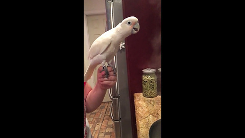 Curious Cockatoo Is Blown Away By Steam In The Kitchen