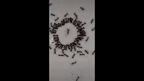 Ants mourning the death of their queen.