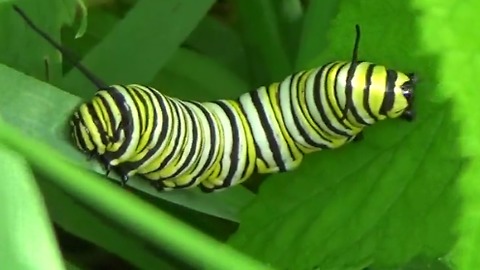 Is this a two-headed caterpillar?
