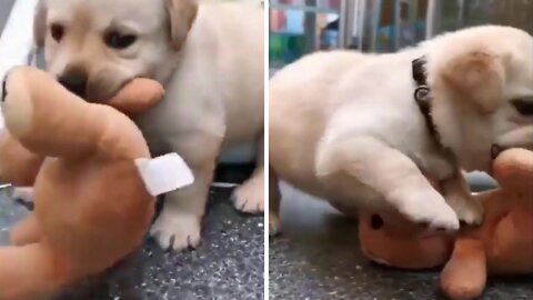 Puppy Playing with his Toy 🤣😂