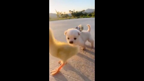 Yellow chicks roaming and flying on a puppy's back