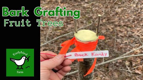 Bark Grafting Fruit Trees