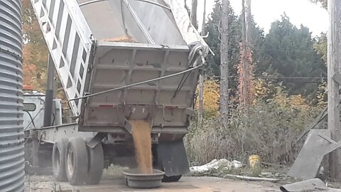 Getting down to the last of the soybean harvest