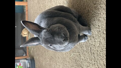 Pet Bunny rabbit snacking on dandelions