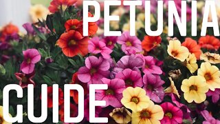 THE TOP 3 Petunia Variety FOR Cold Climates/What To Look For In The Greenhouse | Gardening in Canada