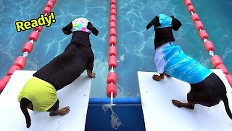 funny dog love swimming 2023