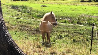 Beautiful palomino brumby eating hay in the Australian Autumn sunshine