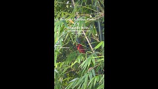 Look At This Cardinal Bird in our Beautiful Bamboo Plants 407-777-4807 Ocoee Bamboo Farm