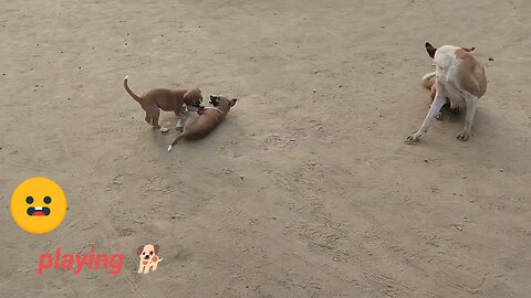 doggie playing and fight