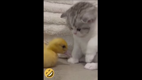 Funny animals dancing, funny animals fighting 😄🤣