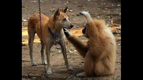 🤣🤣Dog 🐕 vs monkey 🐒 🤣🤣 funny dogs monkey