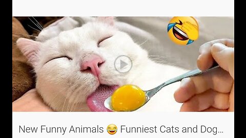 New Funny Animals 😂 Funniest Cats and Dogs videos