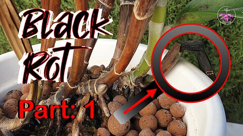 How to IDENTIFY TREAT AVOID BLACK ROT on Orchids | Quick Diagnosis & Treatment Tips #ninjaorchids