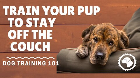 How To Train Dogs To Stay Off Furniture | DOG TRAINING 🐶 Brooklyn's Corner
