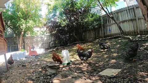 My Backyard Chickens - Episode 95