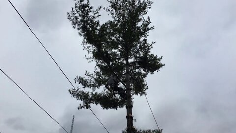 Felling a 52 year old Eastern White Pine in the backyard.