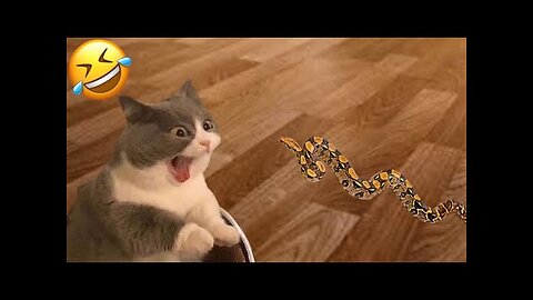 Funniest Animals Video - Best of the Cat's😹 | Videos of 2023 Compilation!