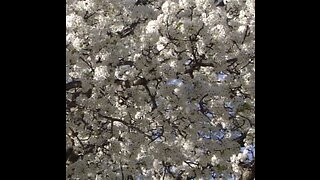 Blooming Dogwood Tree