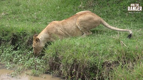 Paradise Lion Pride | Maasai Mara Lions | Zebra Plains