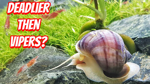 How Dangerous Are Freshwater snails Towards Humans?
