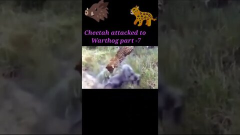 Cheetah attacked to warthog part -7 #shorts #youtubeshorts #shortvideo
