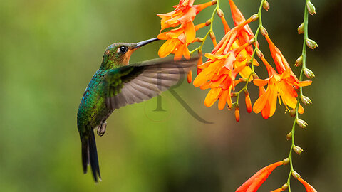 What Happens When You Put a Hummingbird in a Wind Tunnel- SCENIC REFLECTIONS