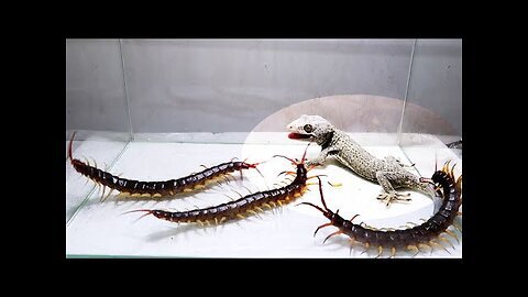 Gecko vs 3 Giant Centipede