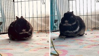 Sleepy Bunny Gets Wobbly While Taking A Nap