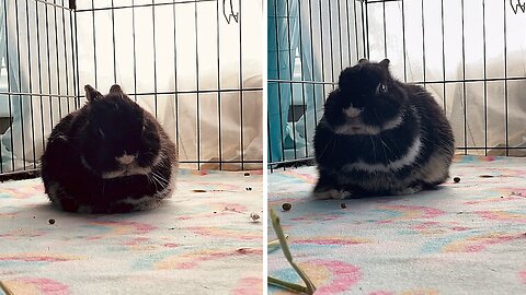 Sleepy Bunny Gets Wobbly While Taking A Nap