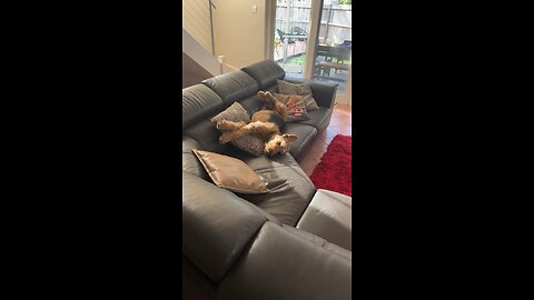 Airedale terrier taking a nap