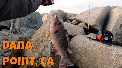 Sheephead From The Jetty :D? Chilling and Fishing Dana Point, CA