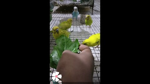 My sweet budgerigar eating Spinach 🌿🌿