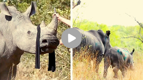 The situation with our beautiful rhinos is so much worse than anyone can imagine