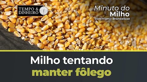 Milho tentando manter fôlego