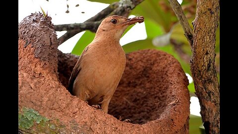 João de Barro - Rufous hornero (Furnarius rufus)