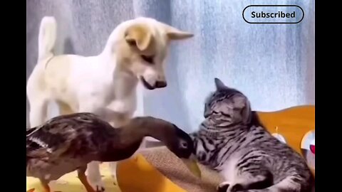 Hath doesn't seem my cat duckling with Dog fighting😂😂 interesting video