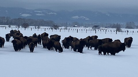 Bison in Oregon