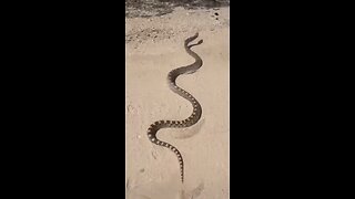 Massive gopher snake🐍