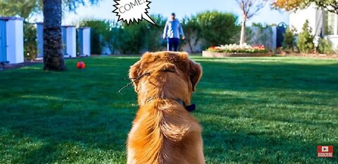 Mastering the Basics:Essential Dog Training Techniques for Beginners"