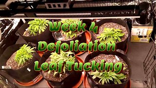Week 4 Auto Flower Grow (Low Stress Training) [Fox Farm, Mephisto, Ethos]