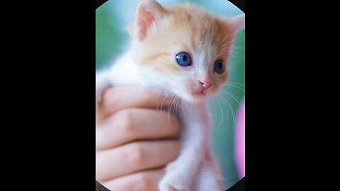 Cute kittens -funny and cute cat vedios 2023