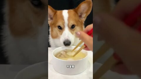 Corgi drink yam and duck soup "pet debut plan" cute breeder "cutest dog"